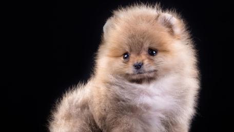 Cute puppy wallpaper
