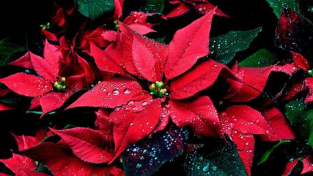 Poinsettia wallpaper