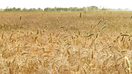 Golden Wheat Fields Under Sunlight wallpaper