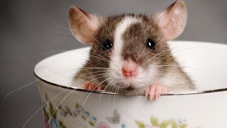 Hamster in a tea cup wallpaper