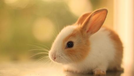 Bunny rabbit wallpaper