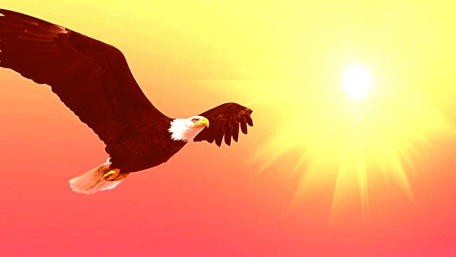Bald eagle graphics wallpaper