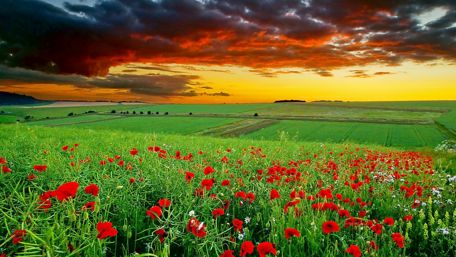Poppy field in the sunset wallpaper