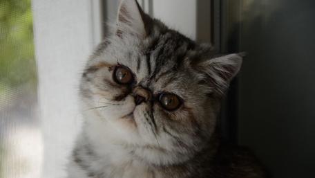 Cat wallpaper
