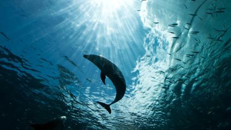 Sunrays under the water wallpaper