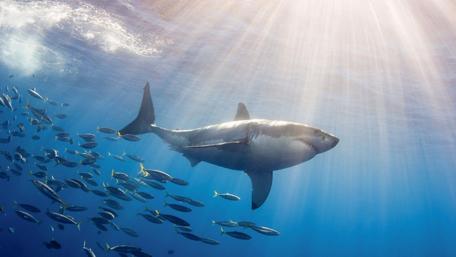 Great white shark wallpaper