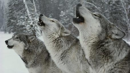 Wolf screaming in the forest wallpaper