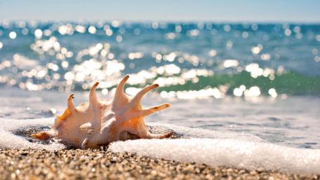 Seashell in the foam wallpaper