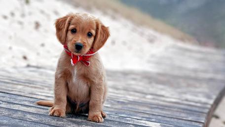 Cute puppy wallpaper