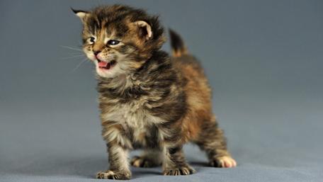 Fluffy cat wallpaper