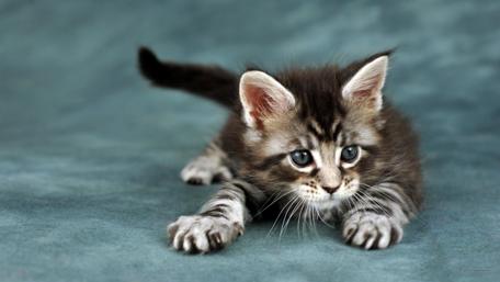 Sweet kitten wallpaper