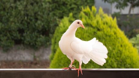 White dove ️ wallpaper