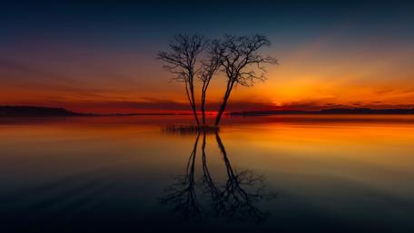 Lone tree in the sunset wallpaper