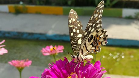 Delicate Butterfly on Vibrant Flowers wallpaper