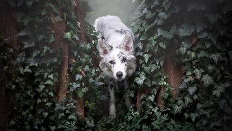 Cute Border Collie wallpaper