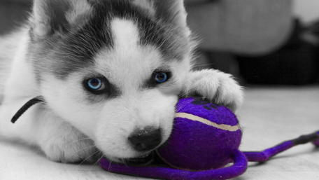 Cute Siberian Husky puppy wallpaper