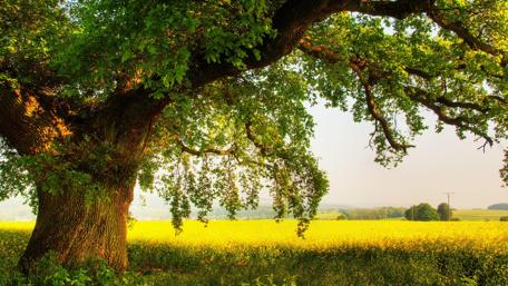 Oak tree in the field wallpaper