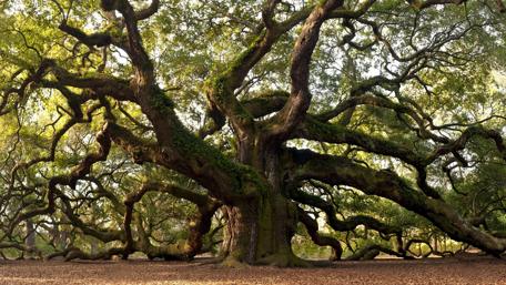 Old oak tree wallpaper