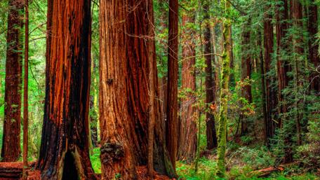 Forest trees in Jedediah Smith Redwoods State Park - Crescent City, California wallpaper