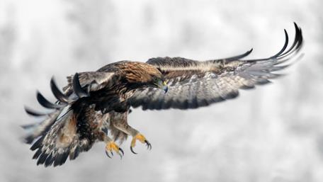 Golden eagle - Bird of prey wallpaper