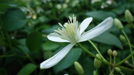 Elegant White Flower in Nature's Embrace wallpaper