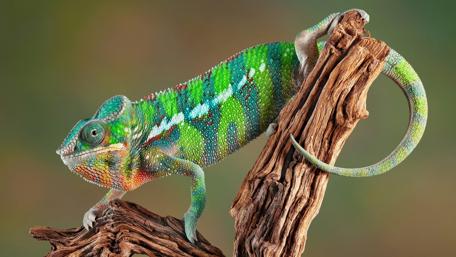 Panther chameleon wallpaper