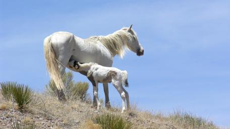 White horse in the hillside wallpaper
