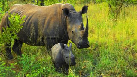 Baby Rhinoceros wallpaper