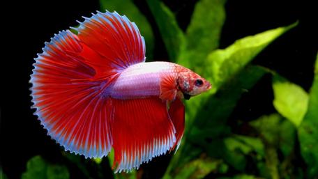 Siamese fighting fish wallpaper