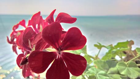 Geranium wallpaper