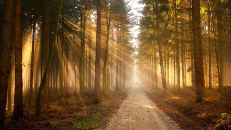 Endless path in the sunny forest wallpaper