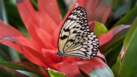 White butterfly on the flower - Macro photography wallpaper