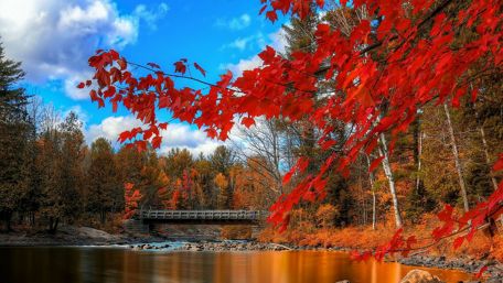 Red autumn tree over the rivrer wallpaper