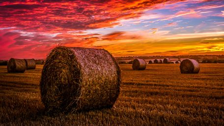 Sunset in the field wallpaper