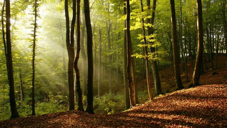 Sun rays in the forest wallpaper