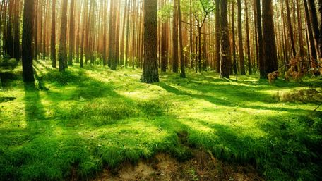 Sunlight in the deep forest wallpaper