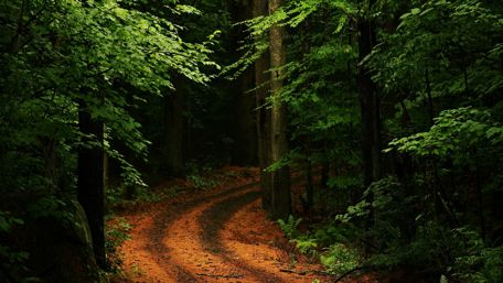 Serene Forest Pathway Adventure wallpaper