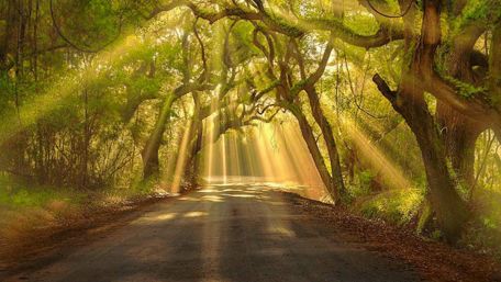 Sun rays in the alley wallpaper