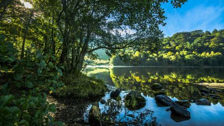 Tranquil Riverside Serenity in Nature wallpaper
