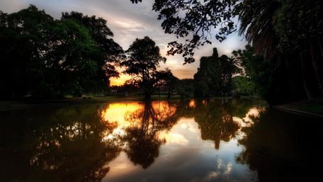 Trees reflected in a pond wallpaper
