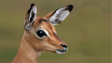 Cute antelope wallpaper