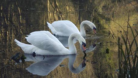 Two swans wallpaper