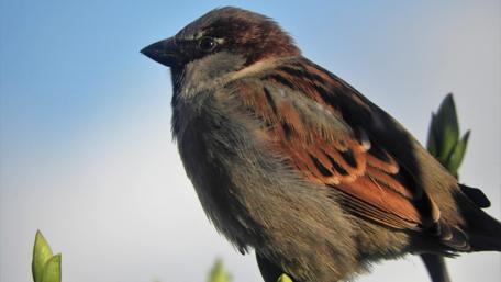 Sparrow wallpaper