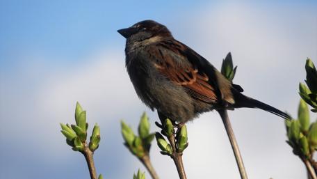 Sparrow wallpaper