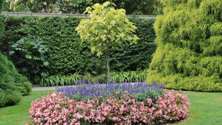 Close up of a flower garden wallpaper