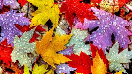 Colorful maple leaves wallpaper