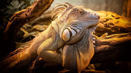Green iguana close-up photography wallpaper