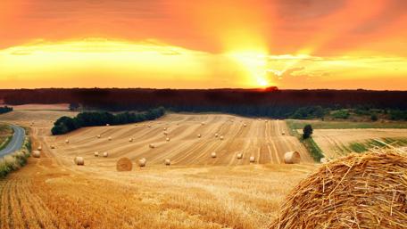 Wheatfield in the sunset wallpaper