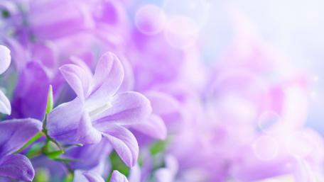 Dalmation Bellflower wallpaper