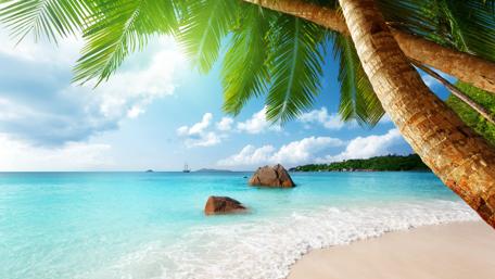 Palms over the turquoise sea wallpaper